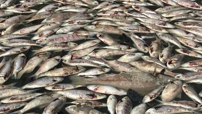 Dead fish in the Darling River on Friday. Photo: Graeme McCrabb