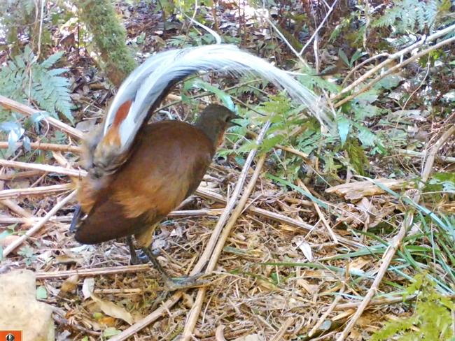 Why lyrebirds are like hip-hop music producers