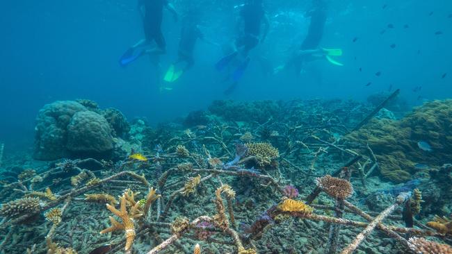 Early stages: Snorkelers hover above reef stars with coral fragments attached. Picture: Reef Magic Cruises.