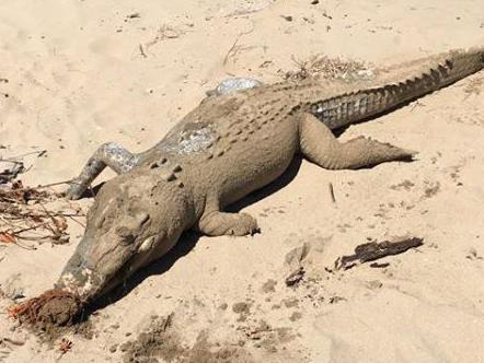 A dead crocodile seen at Lucinda. Photo: Nick Dametto/Facebook