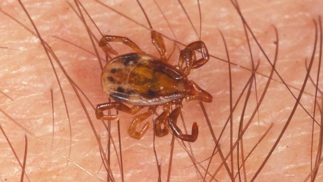 The Australian paralysis tick. Picture: Queensland Museum