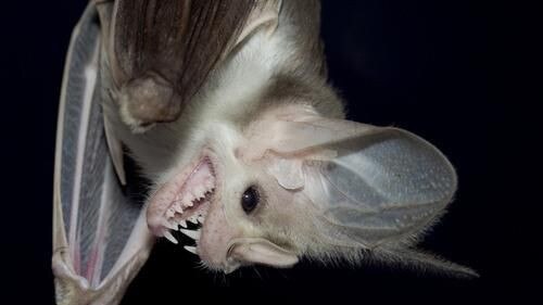 Environmentalists say a 'devastating' legal loophole is putting the future of the vulnerable northern Australian ghost bat at risk. Picture: Supplied/The Environment Centre NT