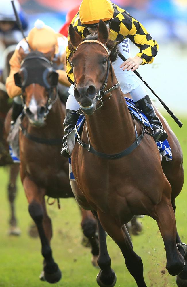 Spill The Beans gets the nod at Hawkesbury last month. Picture: Jenny Evans