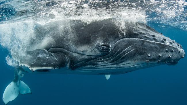 Nature winner: Neil Vincent ... Noraville based photographer Neil Vincent’s portfolio is of whale calves frolicking near Tonga. Picture: Neil Vincent/Australian Photography magazine