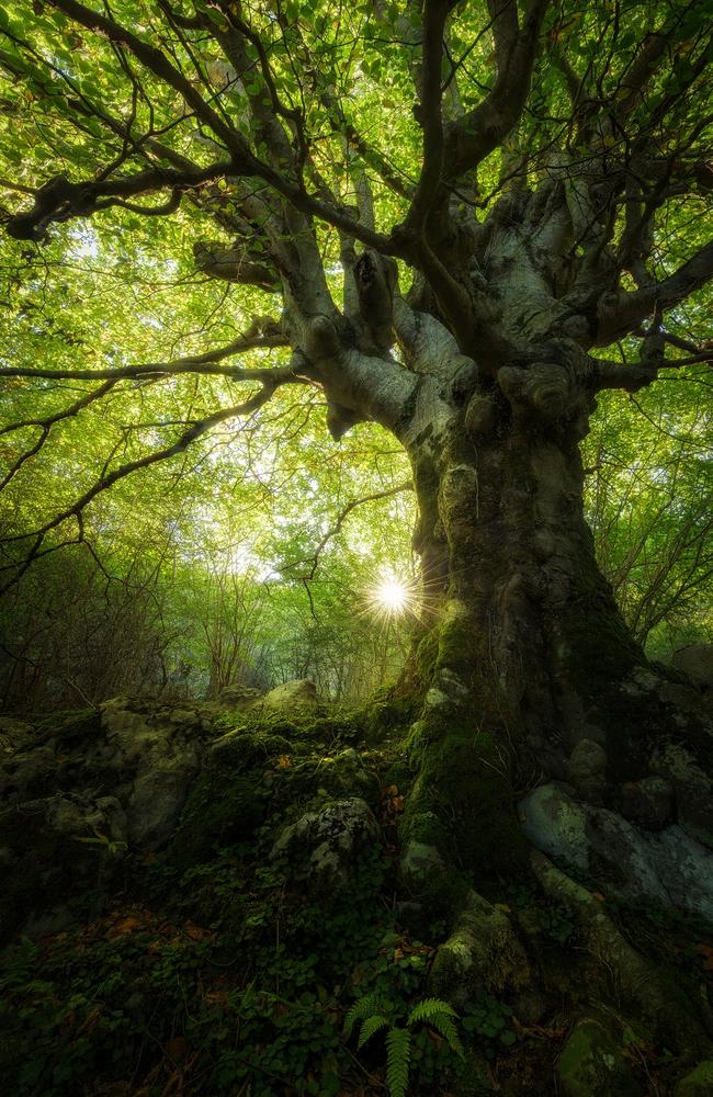 Pictures from #Green2020, Agora’s latest online photo contest. 'The Grandfather' by @saavedraphotography (Spain).