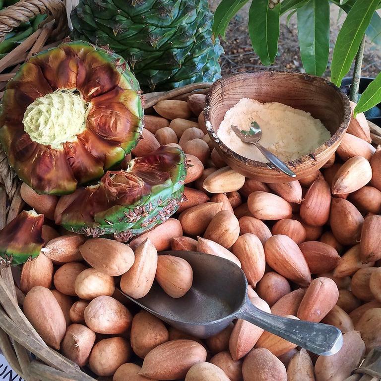 Native bunya nuts