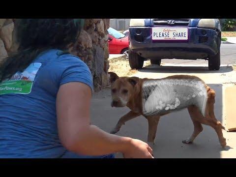 Rescuers Discover Dog Ate Rocks to Survive On Streets. Credit - YouTube/Hope For Paws via Storyful