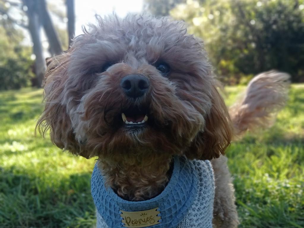 Ms Bird said she was lucky to own a dog in this situation as she would not have woken. Picture: Supplied/Central Dog Walkers