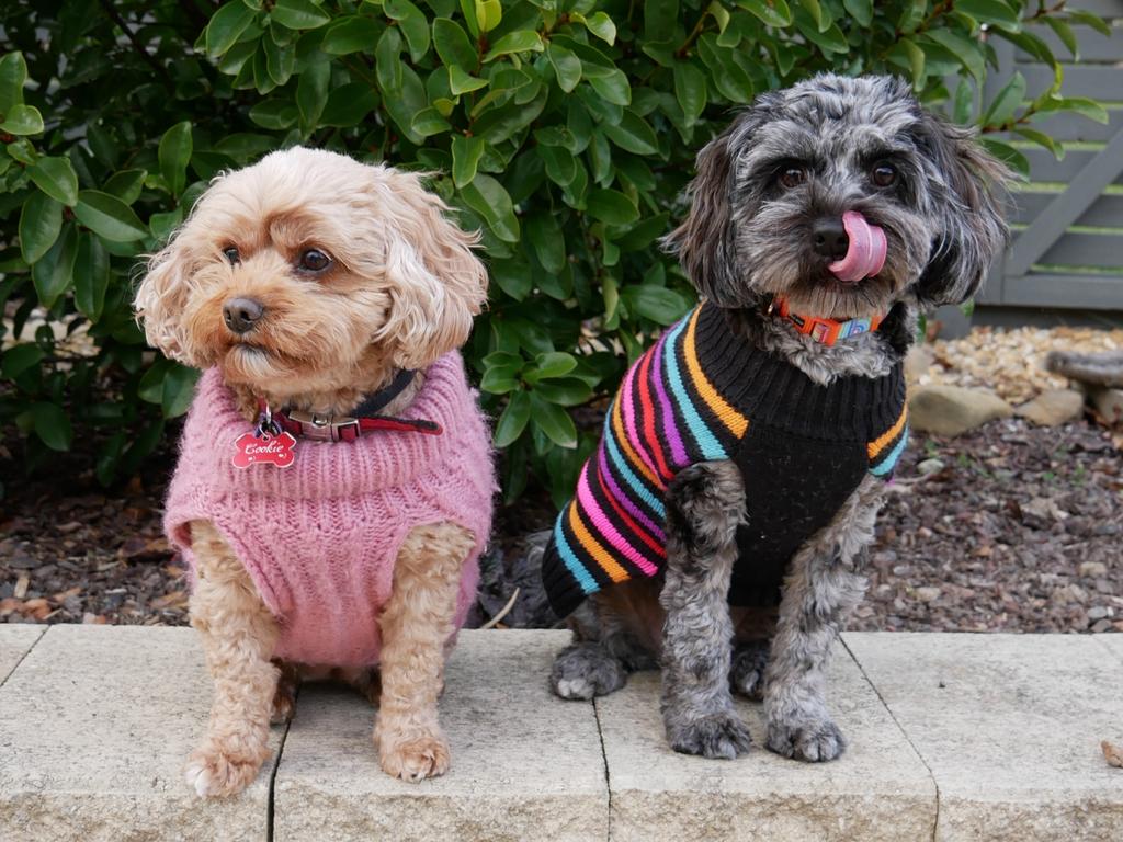 Toy cavoodles are Melbourne’s most beloved dog breeds, with vets warning grooming of the non-shedding breed should remain priority throughout cooler seasons.