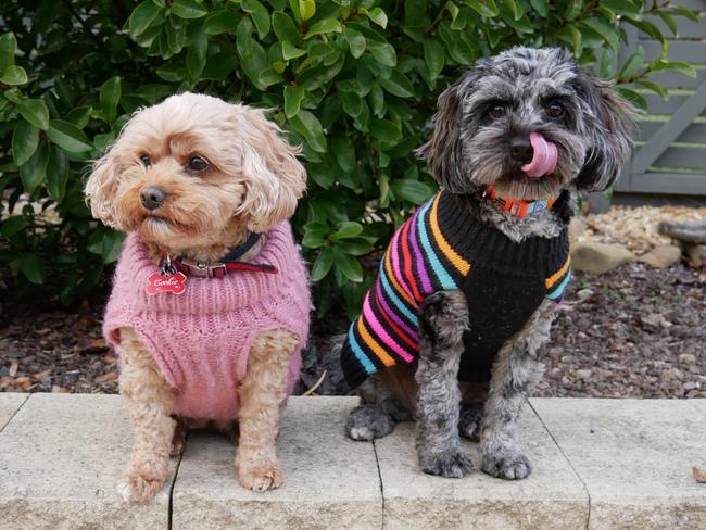 Toy cavoodles are Melbourne’s most beloved dog breeds, with vets warning grooming of the non-shedding breed should remain priority throughout cooler seasons.