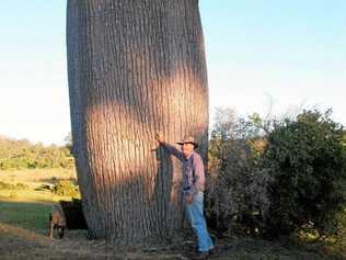 SOLUTION: Many bottle trees were felled in the early days to save starving stock. This is one of the last giant trees to be found in the foothills of the Bunya Mountains. Picture: Contributed