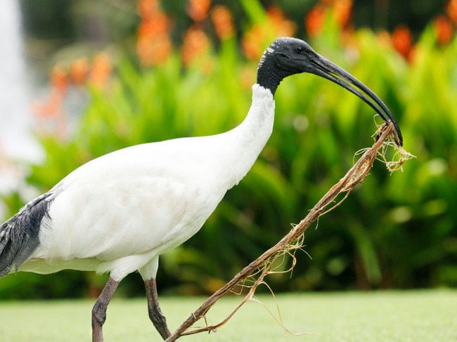 BRISBANE, QUEENSLAND, AUSTRALIA - 2020/02/04: Australian white ibis (Threskiornis molucca) carrying a branch in the Brisbane City Botanic Gardens. (Photo by Joshua Prieto/SOPA Images/LightRocket via Getty Images)