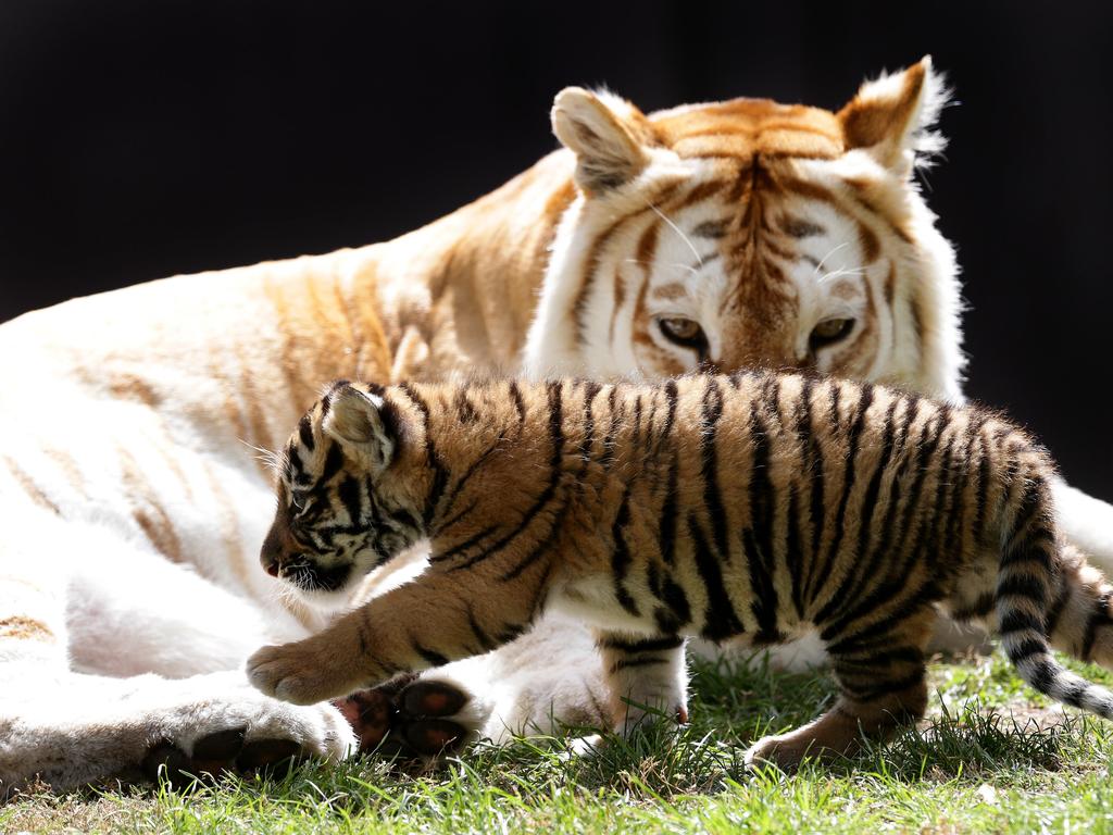 Dreamworld's Tiger Cubs Play with Mum and Dad on Tiger Island 