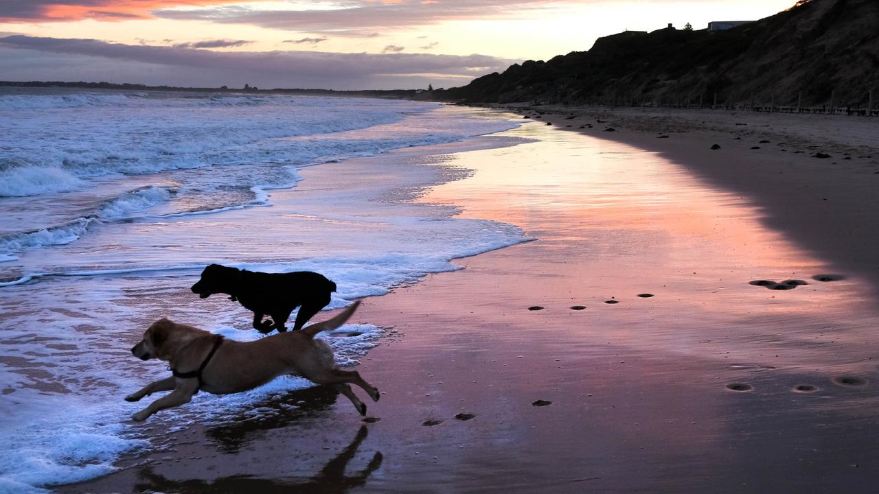 Geelong dog off-leash areas: Ocean Grove main beach could be off limits |  Geelong Advertiser