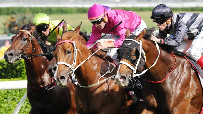 Japonisme (centre) has overtaken Fell Swoop as favourite for the Group 1 BTC Cup. Picture: Simon Bullard