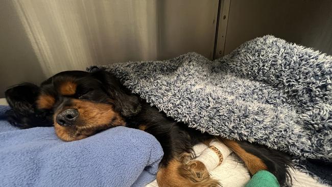 Six-year-old Cavalier King Charles spaniel Porthos has been left with permanent nerve damage and psychological trauma after two dogs broke into his owner's Howrah backyard and attacked him. Picture: supplied.