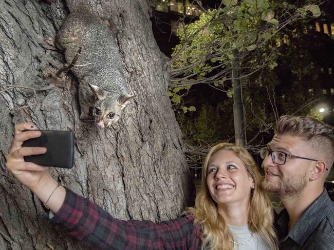 Sofia Walhalla, 24 and Edoardo Ghezzi, 22 with The friendliest possums in Melbourne pose for selfies in Flagstaff Gardens, CBD. Picture: Jason Edwards