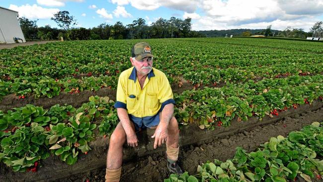 THE TIME IS NIGH: Rick Twist has mixed feelings about the closure of his 46-year-old strawberry farm in Chevallum. His family has shifted into turf farming. Picture: John McCutcheon