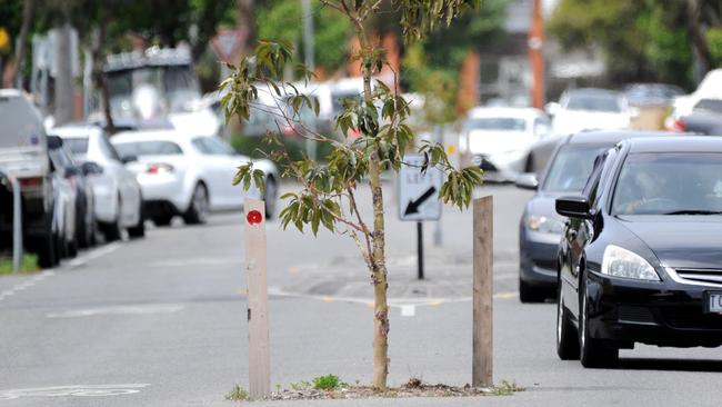 Cars and other road users navigate around freshly-planted trees along Mater Street Collingwood. Picture: Andrew Henshaw