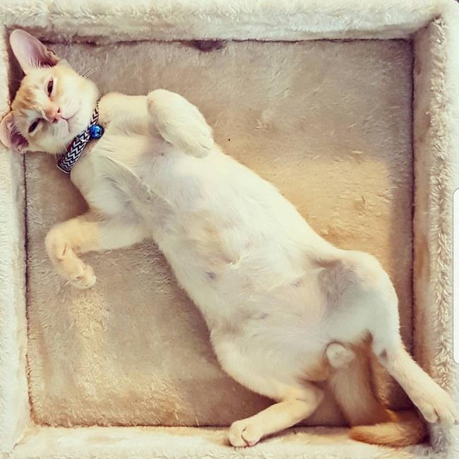 Our cat Rocket loves the laid back territory lifestyle. Picture: Ellisha Blogg