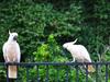 Aussie birds poisoned in ‘deliberate’ move