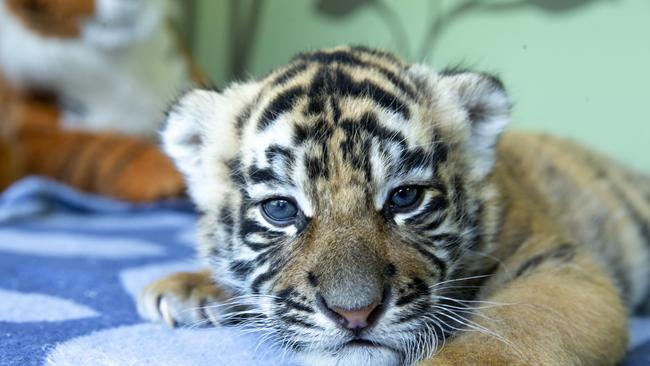 Dreamworld has focused on bringing visitors back with reinvigorated animal exhibits, including tiger cub, 3-week-old Khan.