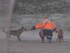 Man fined $2k for feeding dingoes