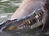 ‘Ripped to bits’: Terrifying croc attack caught on camera