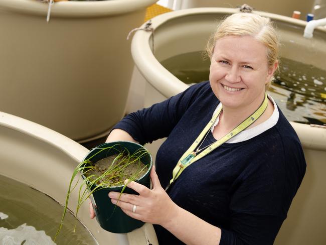 Central Queensland University marine ecosystems research conducted by Associate Professor Emma Jackson at Gladstone has propelled the university into the top seven per cent globally in the Times Higher Education Impact Rankings.