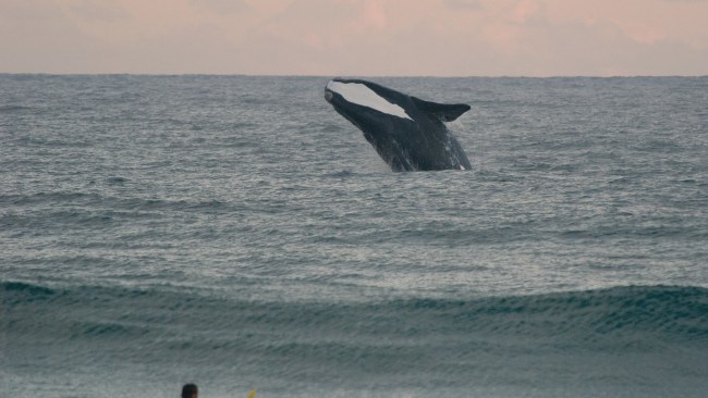 <h2>6. Southern right whales: Logans Beach, Warrnambool, Victoria</h2><p>Like many other whale species, southern rights were all but hunted to extinction by the 1920s. Now, though their population is slowly recovering, numbers are still small. Between June and September, female whales return to their Aussie nursery &ndash; in the waters off Logans Beach in Warrnambool &ndash; to birth their calves and recuperate for their return to southern and subantarctic waters. Score a front-row seat to all the breaching, spy-hopping and tail slapping on the specially constructed viewing platform in the sand dunes or spot them from the beach.&nbsp;</p><p>Picture: Brad Francis / <a href="https://flickr.com/photos/bfra07/4830589828/" target="_blank" rel="noopener">Flickr</a></p>