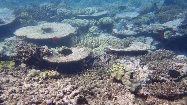 The reef ‘table’ as it is now. The area is the slowest part of the reef to recover.