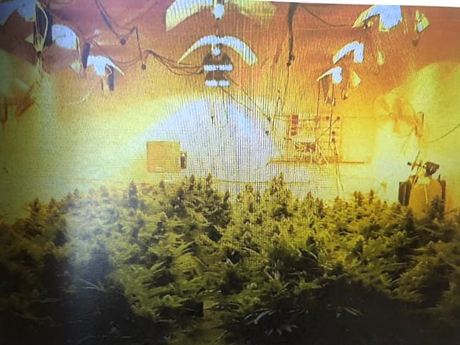 Cannabis growing at the Mildon Rd shed leased by Codie Hay. Picture: supplied