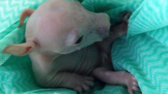 Two blokes and a knife deliver a baby wombat