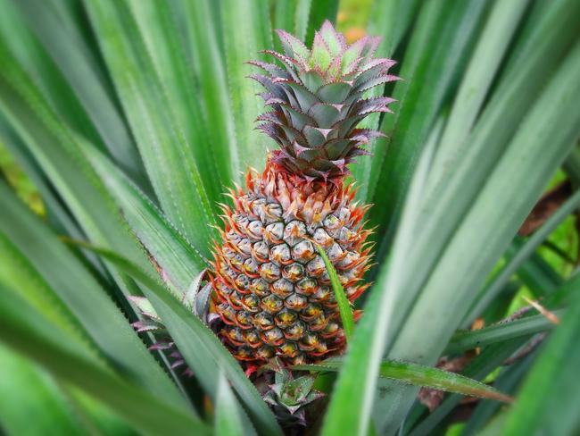 EMBARGO FOR TWAM 10 SEPTEMBER 2022. FEE MAY APPLY.  Pineapple plantation. Production of tropical fruit in Sri Lanka. Pineapple plant close up.