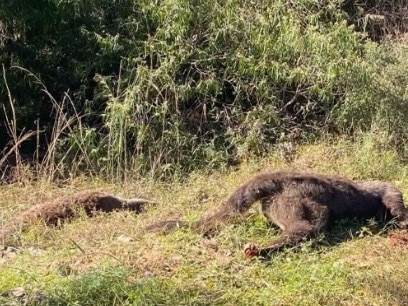 The grizzly 'crime scene' was found by a jogger near Inglewood on Monday (Photo: Wildlife Empire/ Yahoo News)