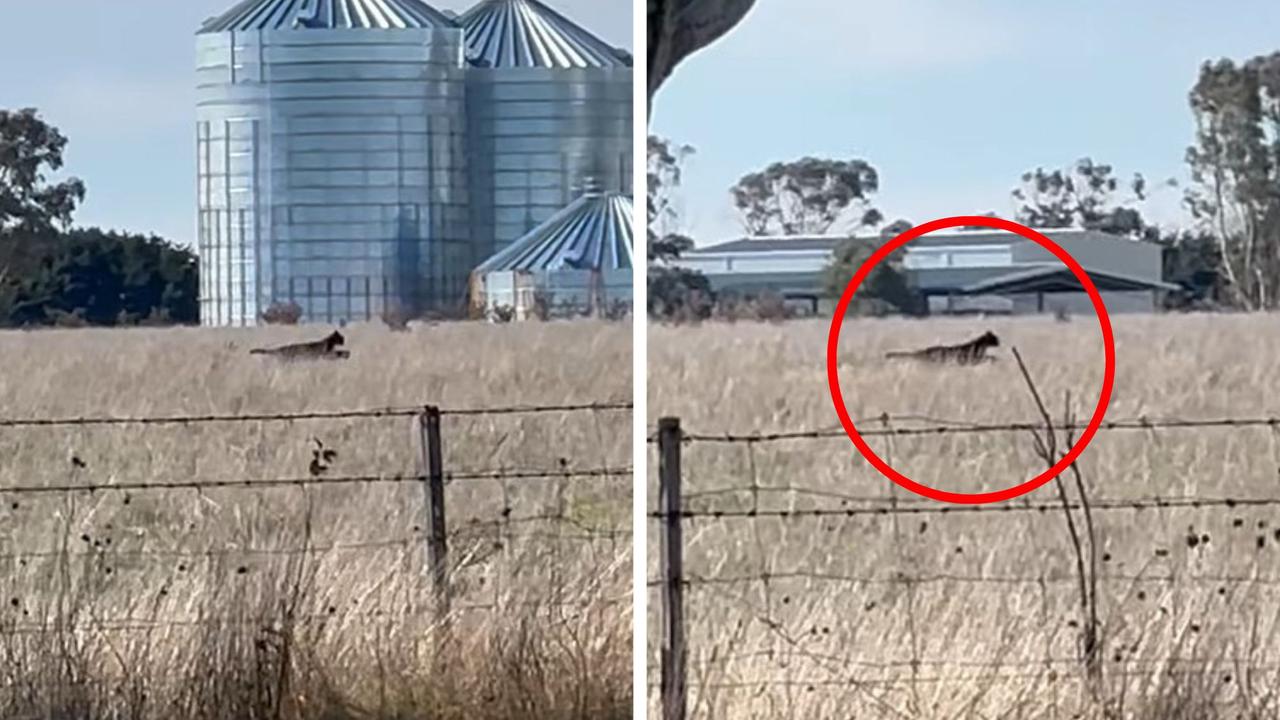 Monster ‘black cat’ spotted in Aussie field