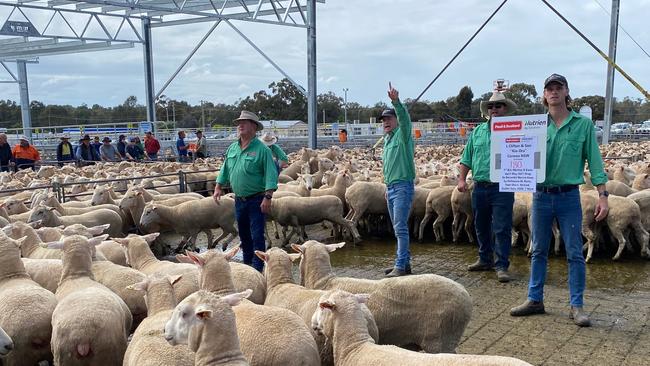 Some of the selling action at Corowa first cross sale where ewes sold to $412.