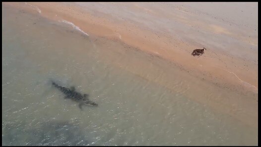 A saltwater crocodile has been filmed stalking a dog on a beach in the Northern Peninsula Area of Cape York. Picture: Jerry Ahmat