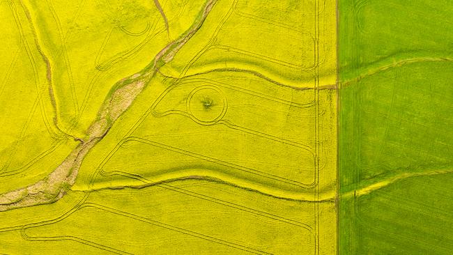 Australian canola is is demand in Europe, where it is used in the production of biofuel.