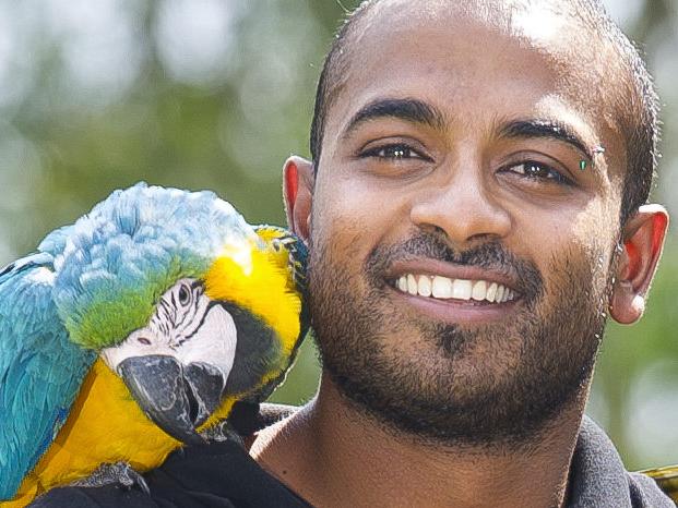 Liverpool Leader - Ravi Wasan (27) is pictured with his blue and gold Macaws, Dante and Calypso - Ravi has trained many animals (mostly birds) that then go on to feature in TV shows and adverts. Ravi will be performing with the birds for the first time at the 2015 Royal Easter Show (the birds' first time). All photographs taken at a secret location, South West Sydney NSW Australia