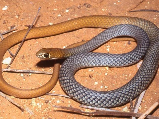 A photo of a newly identified species of snake, the desert whip snake, Demansia cyanochasma Picture by Mark Hutchinson.