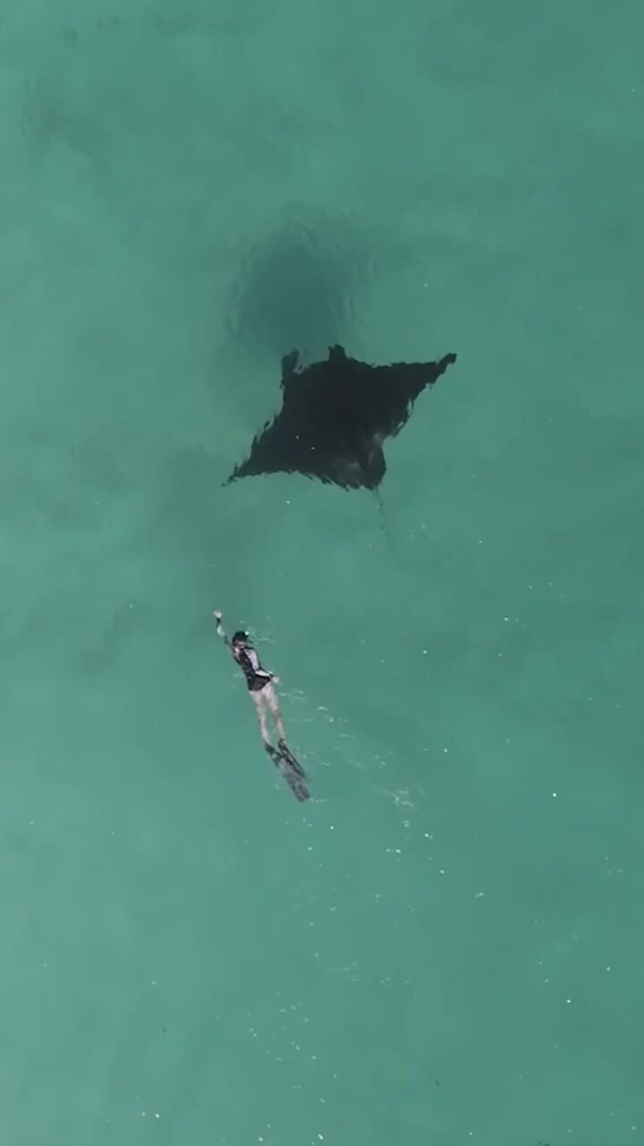 Aussie snorkeler swims with manta ray in crystal-clear WA waters