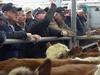 Cattle prices: EYCI falls again