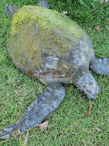 Green sea turtle Judge TP was released back into the wild over the weekend after being found floating in the Ross River last October.