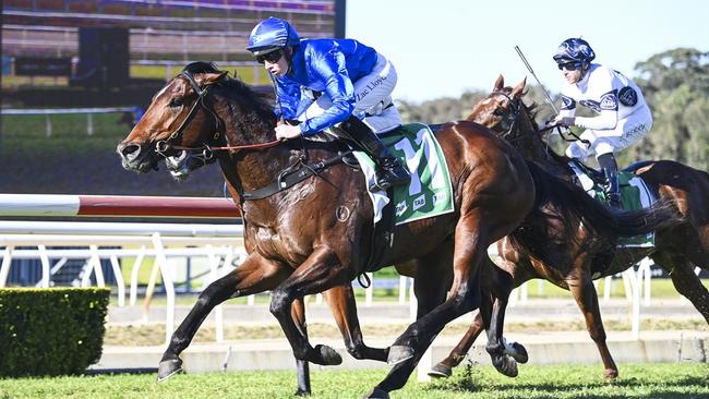 Last Druid returns to Wyong looking to claim his second career win. Picture: Bradley Photos