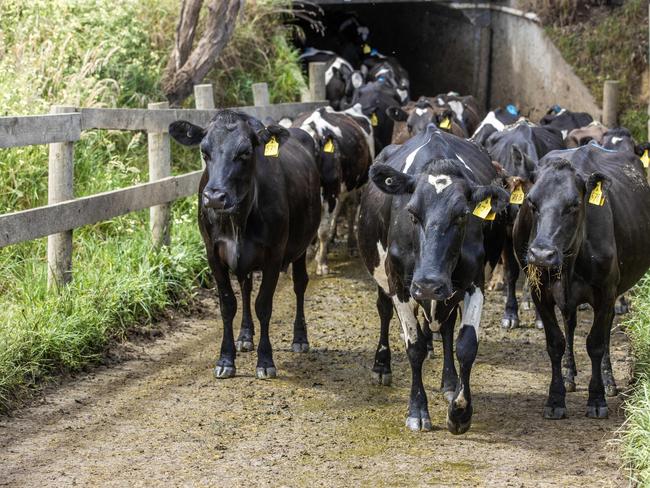 DAIRY: Stuart and Belinda Griffin at WestburyPICTURED: Generic farm. Dairy cows. Dairy. Holstien. Dairy underpass. Cattle crossing road. Stock Photo.Picture: Zoe Phillips