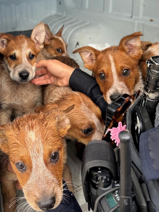 Police are seeking information from the public after seven red Heeler puppies were dumped at Port Adelaide on Easter Saturday. Picture: SA Police