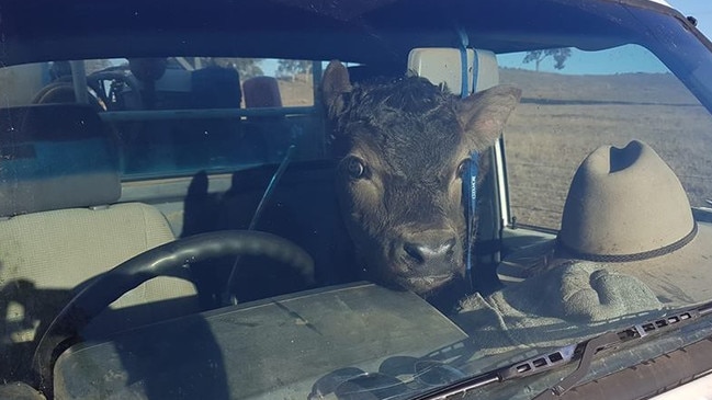 Junior was starving in a paddock so the Harder family brought him indoors.