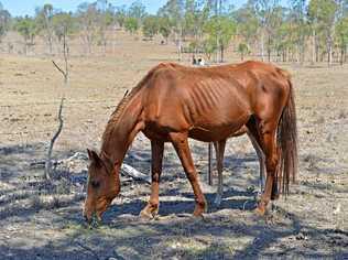 The drought is starting to bite in the Gympie region and primary producers who are impacted are encouraged to apply for drought assistance. Picture: Patrick Woods