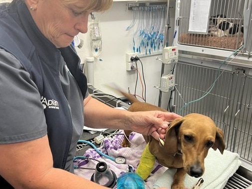 Jo McKinnon's dog Pippi receiving treatment after being bitten.